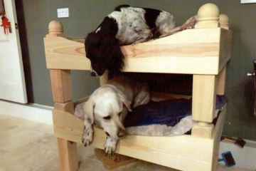 013-dogs-on-handmade-dog-bunk-bed