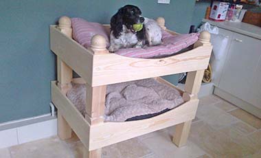 Custom made dog bunk beds at customers home. On top bunk dog with ball in its mouth 