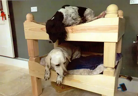 Dogs on handmade dog bunk bed